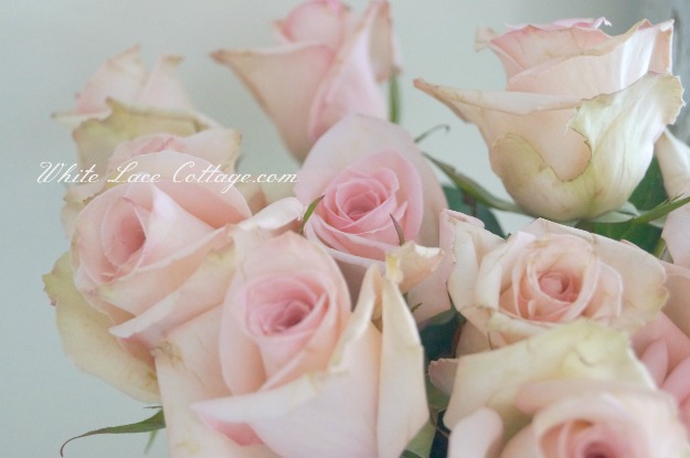 042mypinkroses