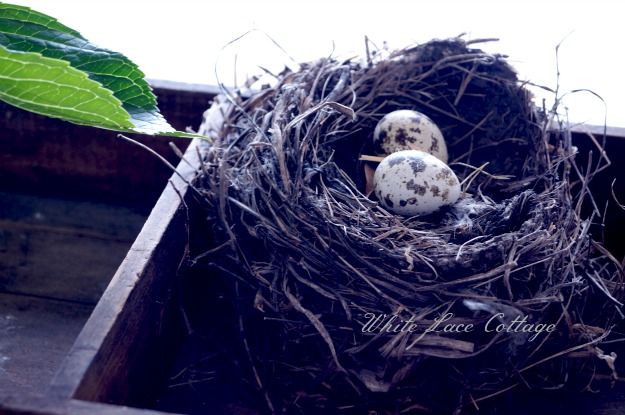 DSC06850birdnest