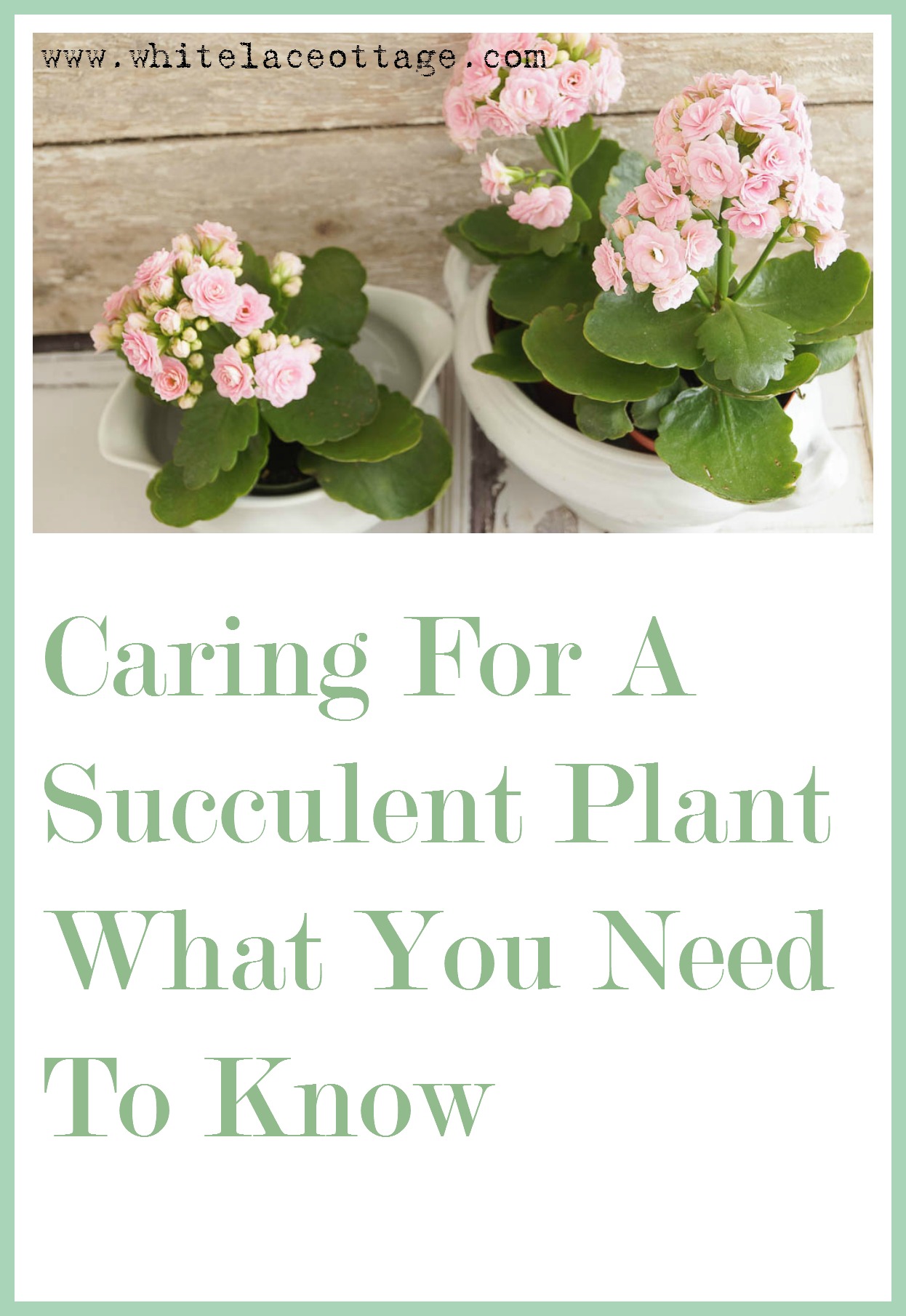 caring for a succulent plant